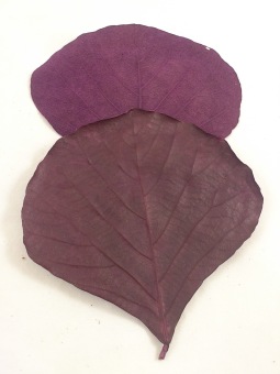 Feuille de Cobra aubergine 100 p.